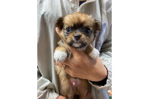 成約済の静岡県のチワワ(ロングコート)-89947の8枚目