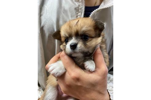 成約済の静岡県のチワワ(ロングコート)-89949の6枚目