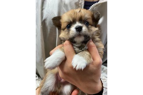 成約済の静岡県のチワワ(ロングコート)-89949の5枚目