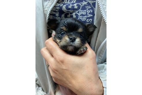 成約済の静岡県のチワワ(ロングコート)-89950の6枚目