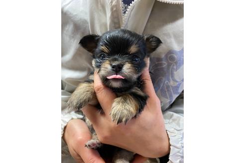 成約済の静岡県のチワワ(ロングコート)-89950の5枚目