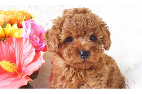 成約済の福岡県のタイニープードル-89017の6枚目