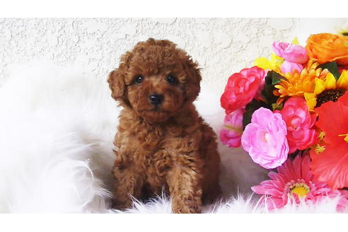 成約済の福岡県のタイニープードル-89017の5枚目