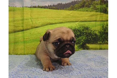 成約済の茨城県のパグ-89184の6枚目