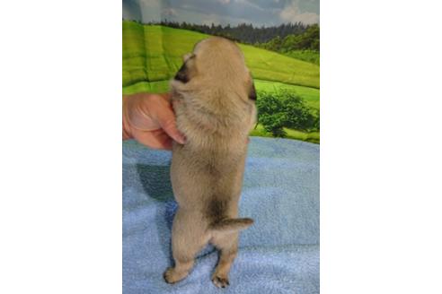 成約済の茨城県のパグ-89184の3枚目