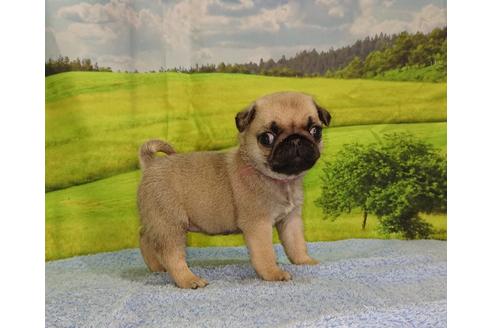 成約済の茨城県のパグ-89183の5枚目