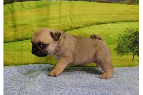 成約済の茨城県のパグ-89183の4枚目