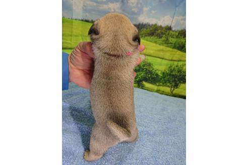 成約済の茨城県のパグ-89183の3枚目