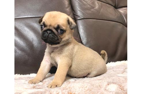成約済の茨城県のパグ-89183の2枚目