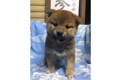 成約済の奈良県の柴犬-91501の1枚目