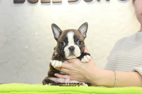 成約済の東京都のボストンテリア-91526