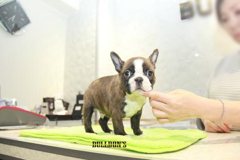 成約済の東京都のボストンテリア-91526の4枚目