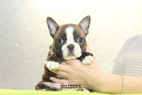 成約済の東京都のボストンテリア-91526の3枚目
