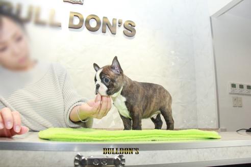 成約済の東京都のボストンテリア-91526の2枚目