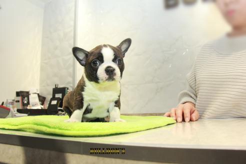 成約済の東京都のボストンテリア-91527