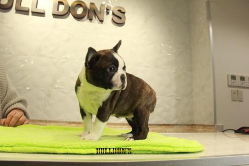 成約済の東京都のボストンテリア-91527の4枚目