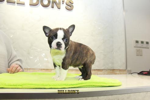 成約済の東京都のボストンテリア-91527の3枚目