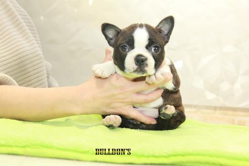 成約済の東京都のボストンテリア-91527の2枚目