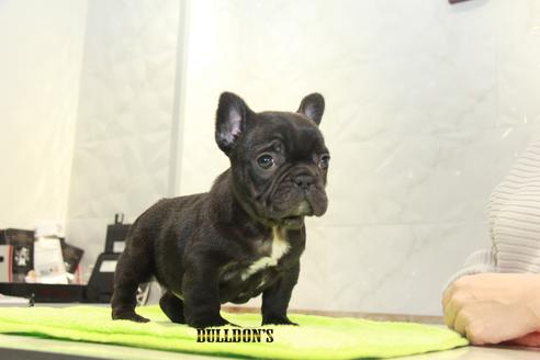 成約済の東京都のフレンチブルドッグ-91528