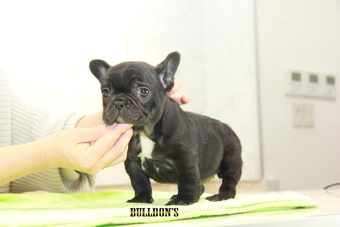 成約済の東京都のフレンチブルドッグ-91528の5枚目