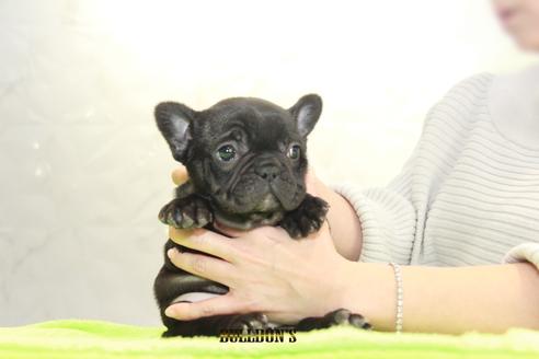 成約済の東京都のフレンチブルドッグ-91528の2枚目