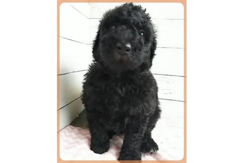 成約済の香川県のスタンダードプードル-91530の4枚目