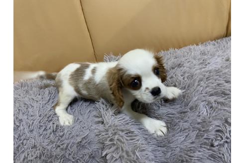 成約済の栃木県のキャバリアキングチャールズスパニエル-90504