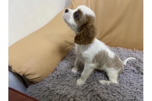 成約済の栃木県のキャバリアキングチャールズスパニエル-90504の4枚目