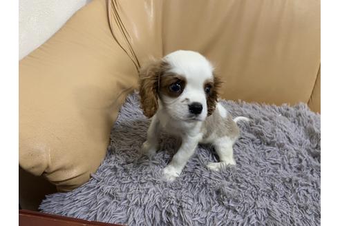 成約済の栃木県のキャバリアキングチャールズスパニエル-90504の3枚目