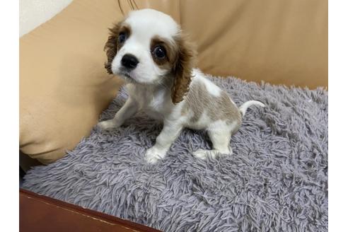 成約済の栃木県のキャバリアキングチャールズスパニエル-90504の2枚目