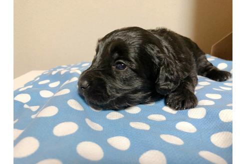 成約済の山口県のミックス犬-91687の1枚目