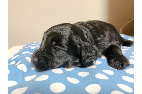 成約済の山口県のミックス犬-91687の2枚目