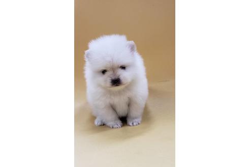 成約済の大阪府のポメラニアン-91689の9枚目