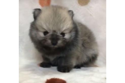 成約済の岐阜県のポメラニアン-91695の1枚目
