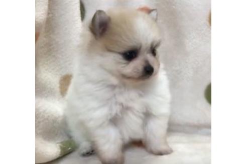 岐阜県のポメラニアン 女の子 2020 02 05生まれ パーティー 子犬id 91696 ブリーダーナビ