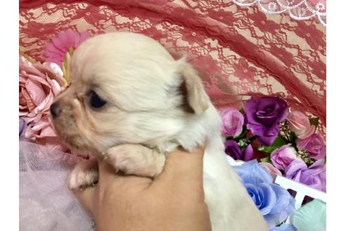 成約済の三重県のチワワ(ロングコート)-89973の16枚目