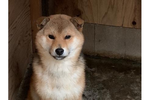 成約済の茨城県の柴犬-91705の1枚目