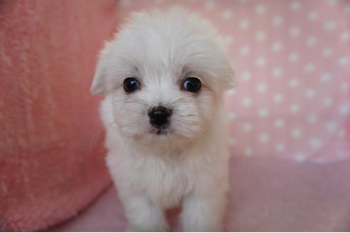 成約済の長崎県のミックス犬-91713