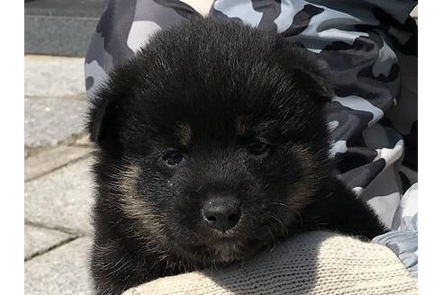 成約済の長崎県の柴犬-90808の1枚目