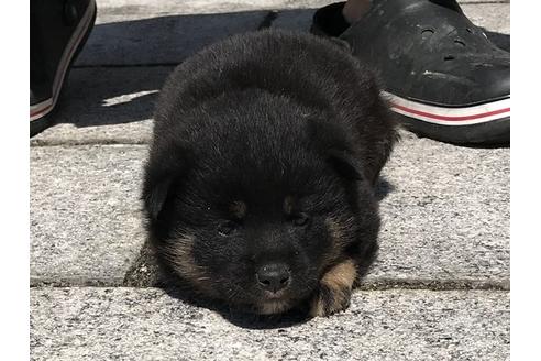 成約済の長崎県の柴犬-90808の5枚目