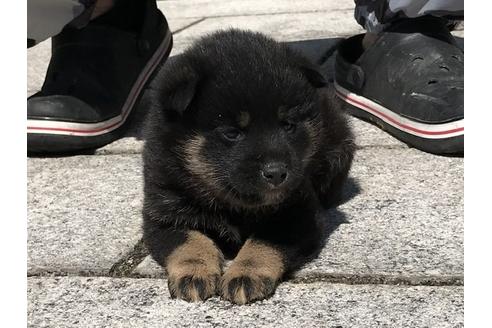 成約済の長崎県の柴犬-90808の4枚目