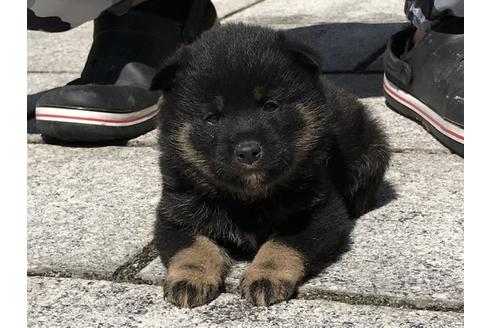 成約済の長崎県の柴犬-90808の3枚目