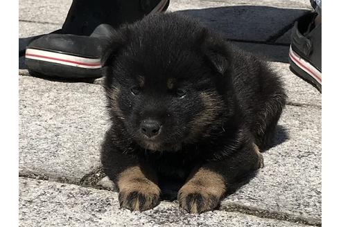 成約済の長崎県の柴犬-90808の2枚目