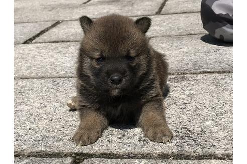 成約済の長崎県の柴犬-90801の1枚目