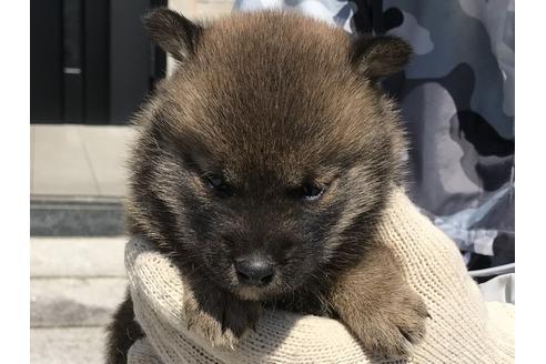 成約済の長崎県の柴犬-90801の5枚目