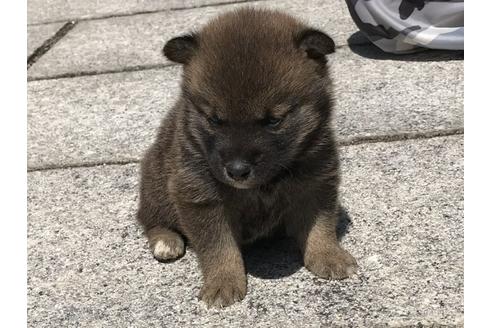 成約済の長崎県の柴犬-90801の4枚目