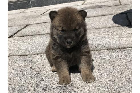 成約済の長崎県の柴犬-90801の3枚目