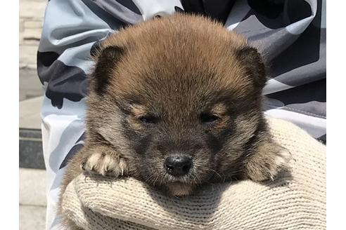 成約済の長崎県の柴犬-90803の1枚目