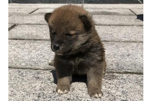 成約済の長崎県の柴犬-90803の5枚目