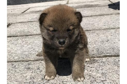 成約済の長崎県の柴犬-90803の3枚目
